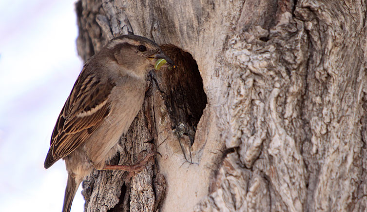 A female house sparrow approaches a tree hole with a caterpillar in its beak