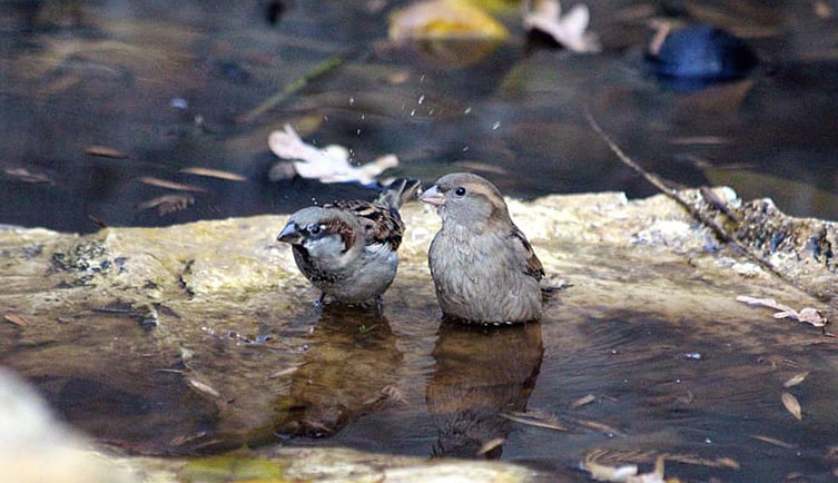 A male house sparrow splashes water in a puddle with a female house sparrow by his side