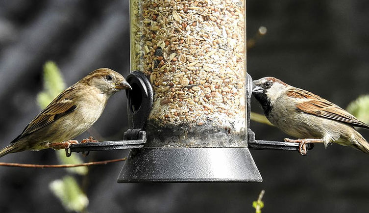 A female and a male house sparrow on a bird feeder full of seeds