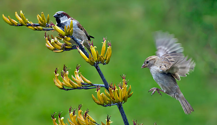 A male house sparrow perches on a flowering plant, while a female house sparrow flies towards it