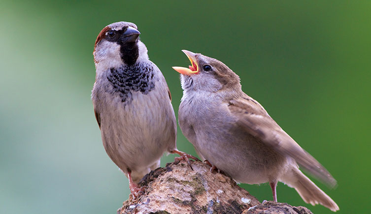 An adult male sparrow with a juvenile