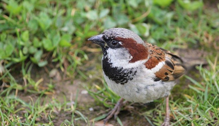 Close up of a male house sparrow on a lawn
