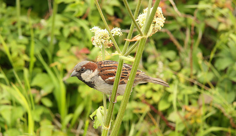 A male house sparrow perched on a plant, surrounded by greenery