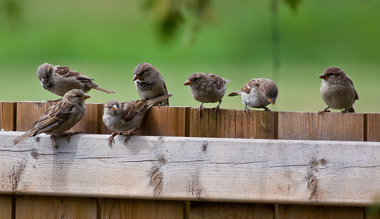 Seven sparrows on a wooden fence