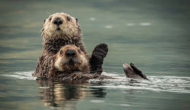 Two sea otters poke out of the water and look towards the camera.