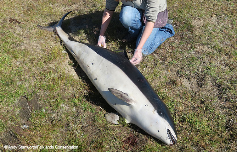 The spectacled porpoise in the Falklands © Falklands Conservation