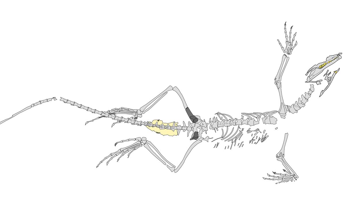 A diagram showing the bones in Sphenodraco's skeleton isolated on a white background.
