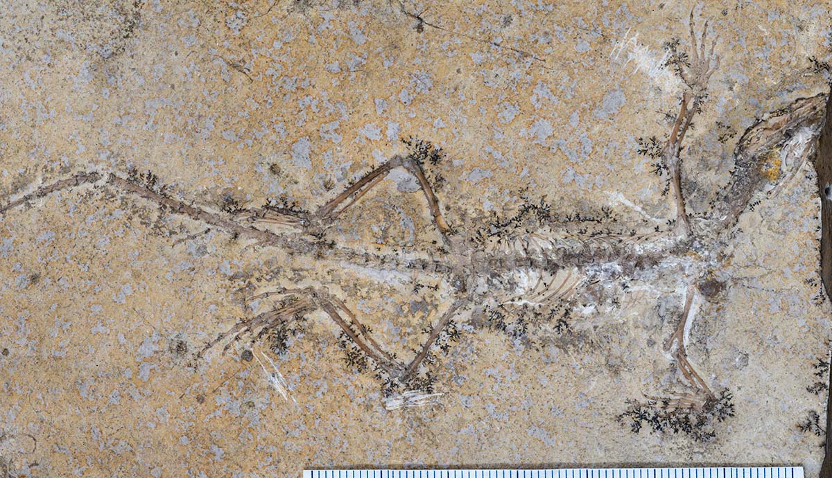 The skeleton of a lizard-like reptile preserved in rock.