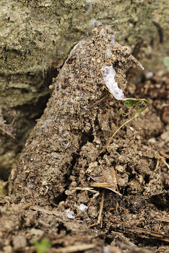 Purse web lying on the ground covered in soil