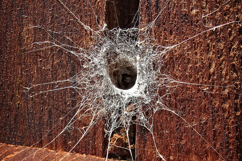 Radial web