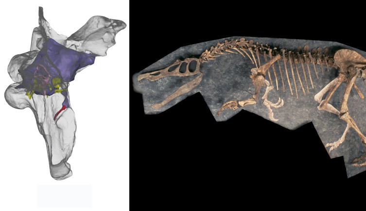A fossil specimen of Baryonyx (right) and its endocast (left)