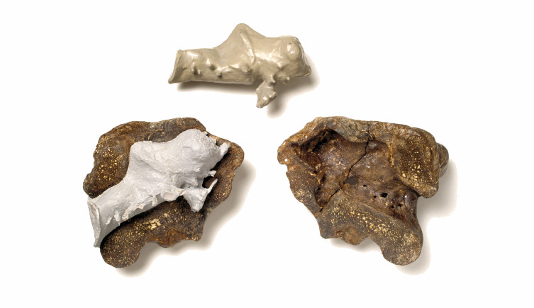 The braincase of Iguanodon split in two halves, with endocasts of the interior