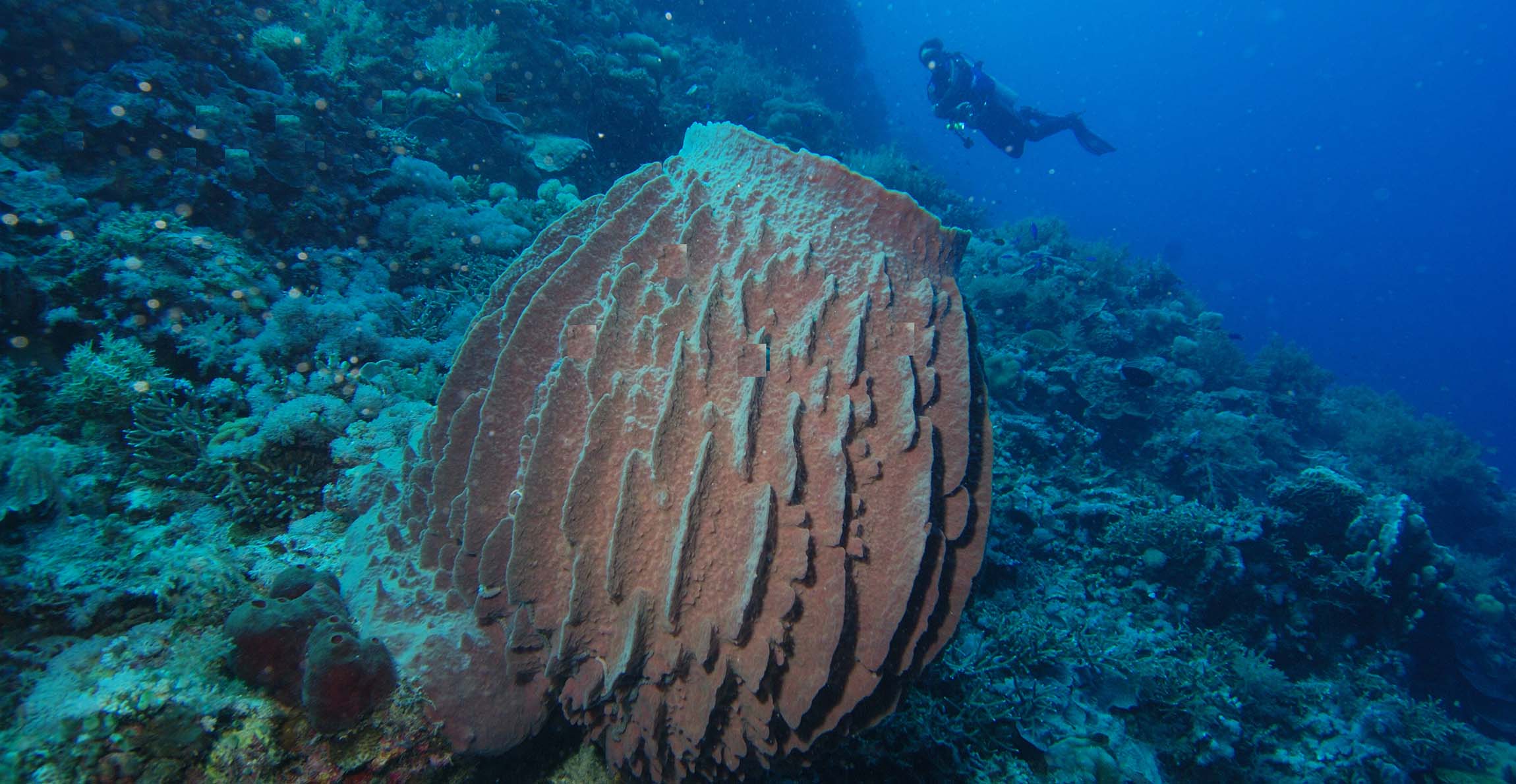 A photograph of a barrel sponge in its natural habitat. In the distance, a diver swims along the seabed.