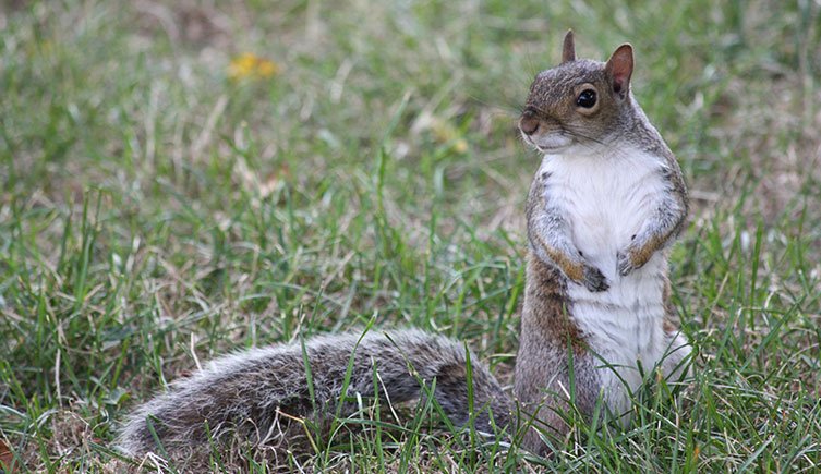 A grey squirrel stands on its hind legs