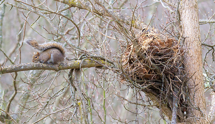 A squirrel on a tree branch next to a drey