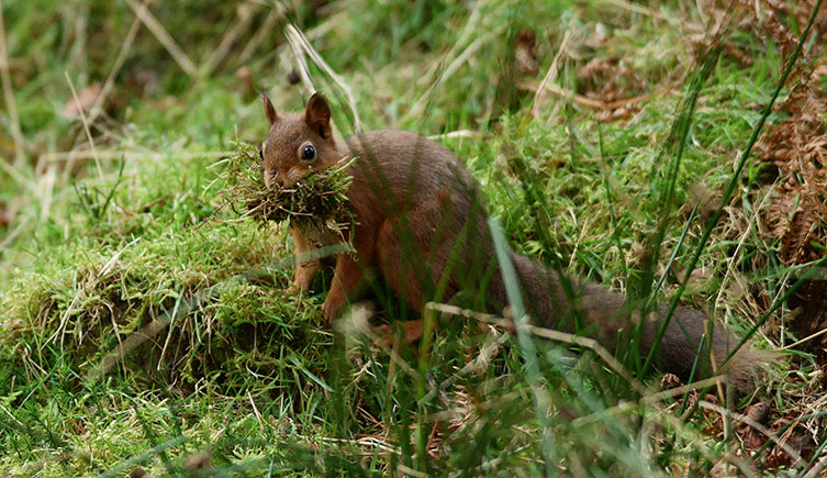A red squirrel carrying a mouthful of moss