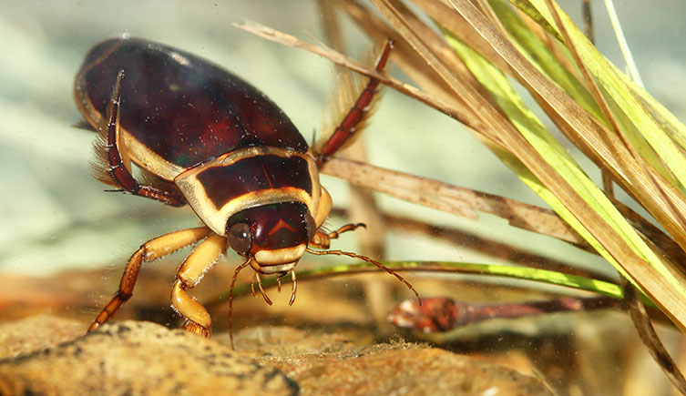 A great diving beetle underwater