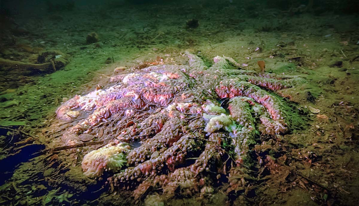 The remains of a sunflower sea star sit on the seabed, with the starfish having largely become a gooey outline of its body.