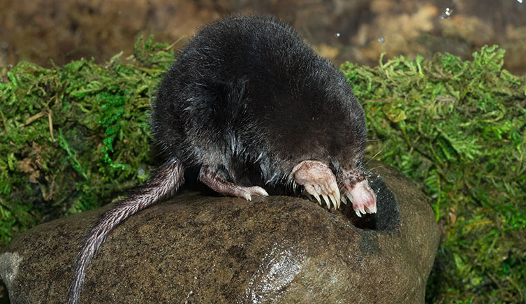 A star-nosed mole on a rock