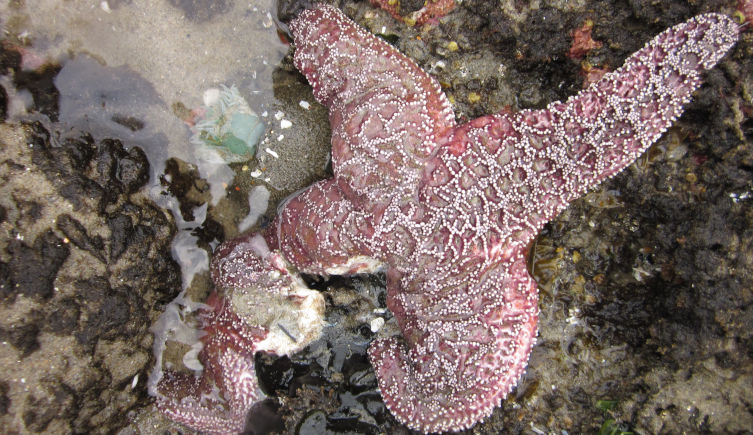 A purple starfish with a disintegrating leg due to sea star wasting disease
