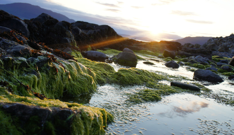 Tidal pools on the coast of Northern Ireland