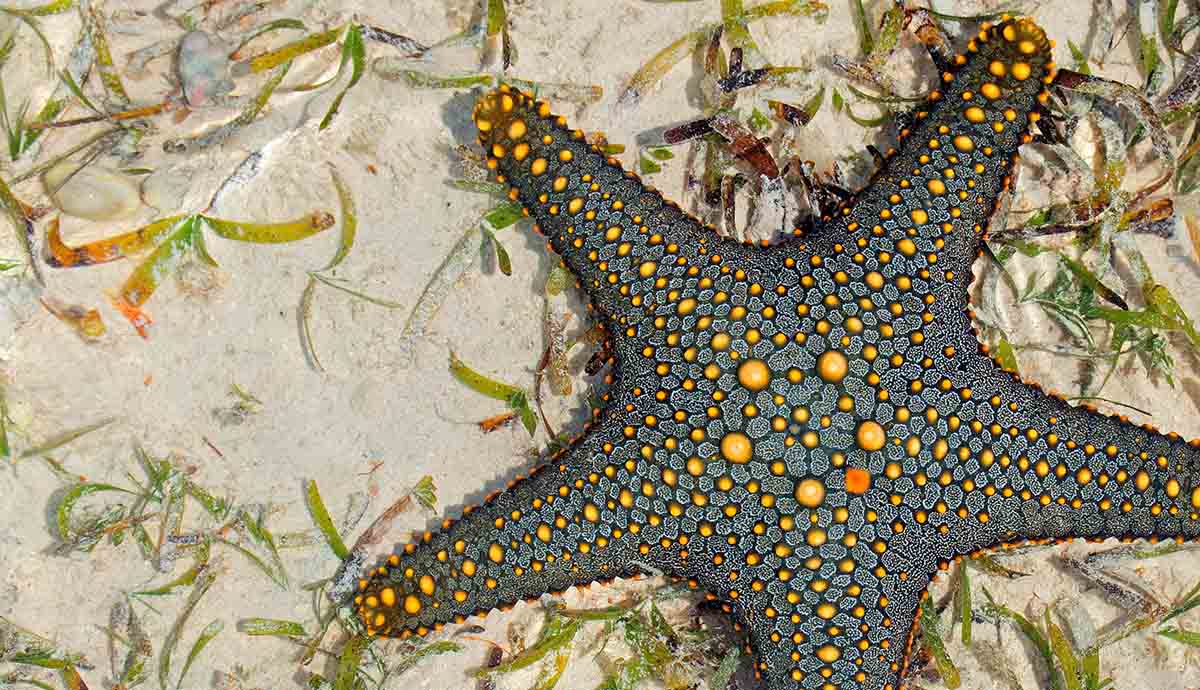 A large grey and yellow speckled starfish sitting on the seafloor. 