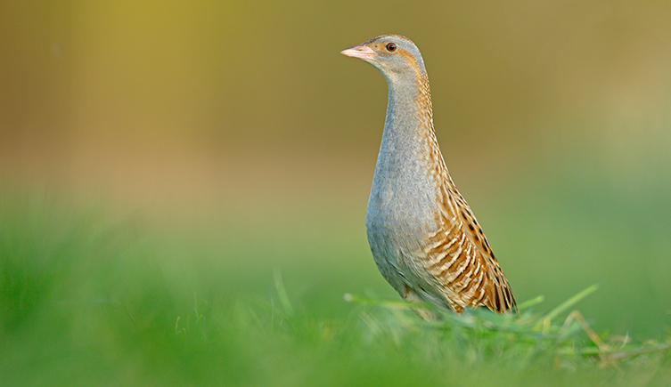 A corncrake standing in a meadow. 