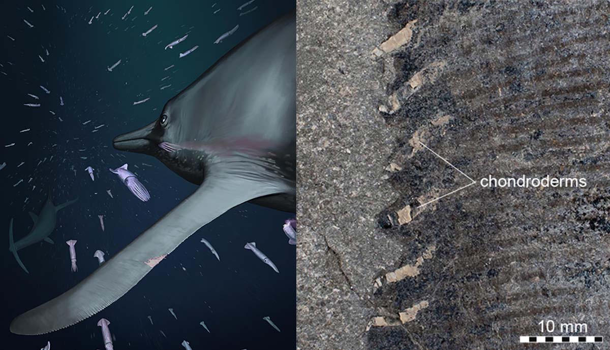 Left - A digital reconstruction of Temnodontosaurus swimming among squid and right - a close-up of the edge of the flipper showing its serrated edge.
