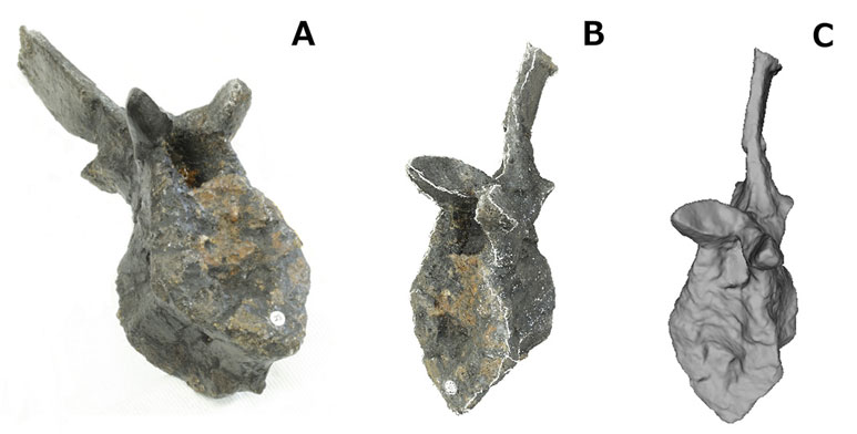 Two different views of one of the Stegosaurus tail bones alongside a digital reconstruction of the bone