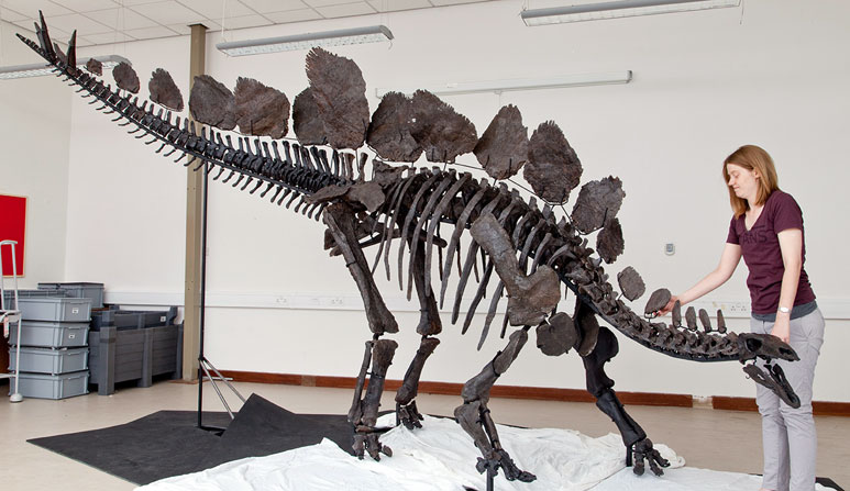Museum scientist Charlotte Brassey tweaks the armature of the reconstructed Stegosaurus skeleton behind the scenes at the Natural History Museum