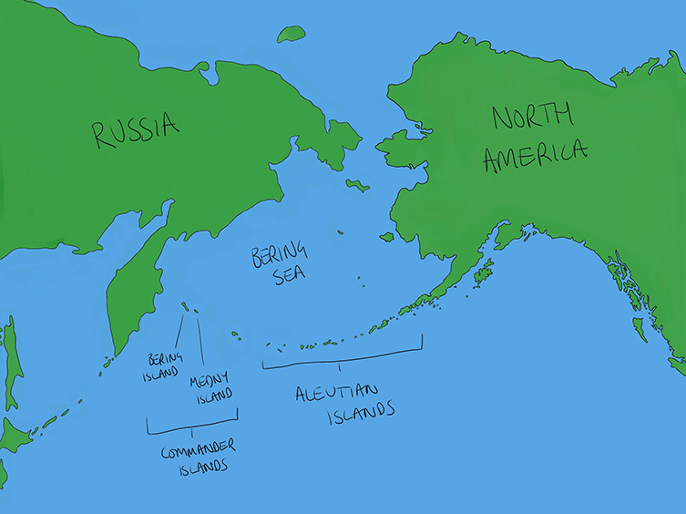 Steller's sea cow lived around the Comander Islands in the Bering Sea