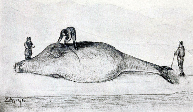 The Steller's sea cow was hunted into extinction by fur traders
