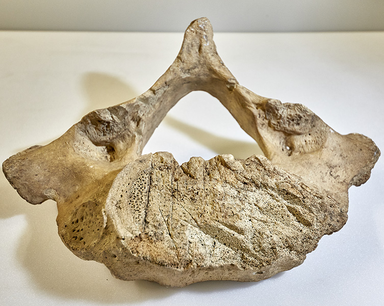 The vertebra of a Steller's sea cow showing cut marks