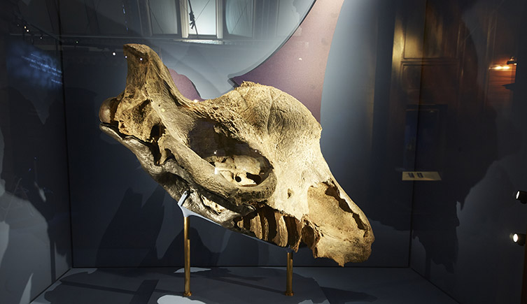 An extinct rhino skull in a display case, with a drawing behind showing where a largem single horn would have once been. 