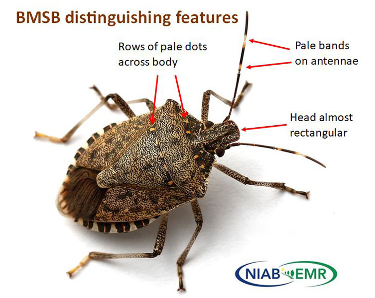 An annotated stink bug