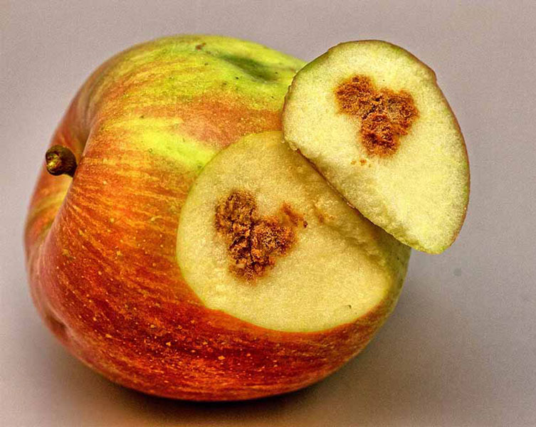 A sliced apple reveals brown rot caused by stink bugs feeding