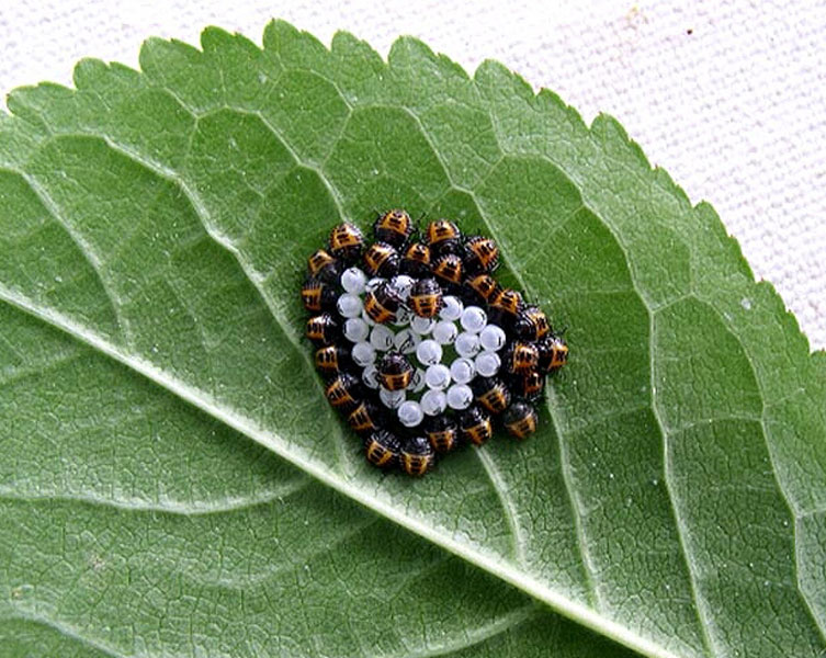 Newly hatched stink bugs surround white egg shells on the back of a leaf