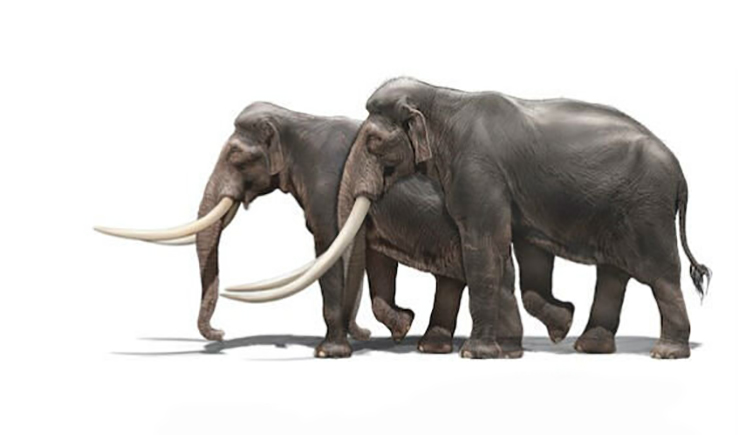 Straight-tusked elephant showing the band that the runs around the skulls.