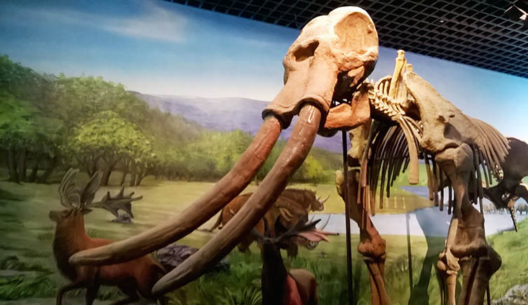 A straight-tusked elephant skeleton