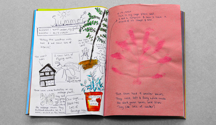 An open nature journal, showing a drawing and description of a plant on one page, and a Sun print of the plant on the facing page