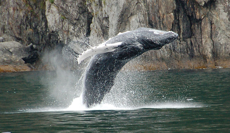 A humpback whale breaching