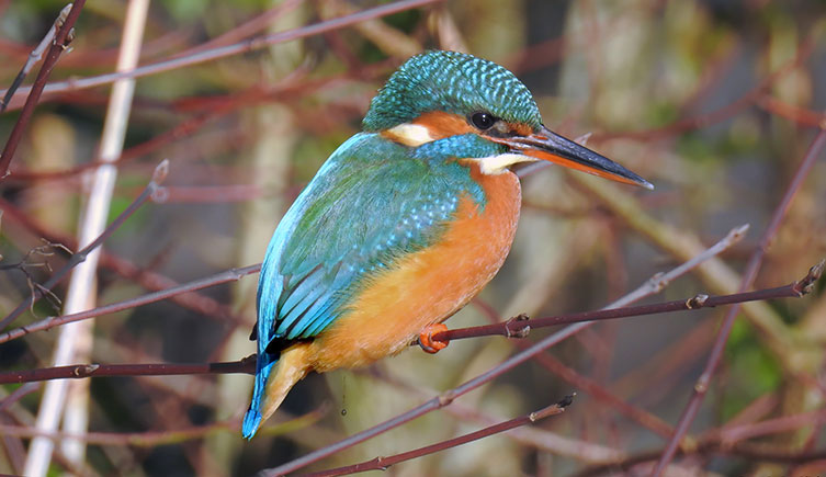 A kingfisher perched in a tree