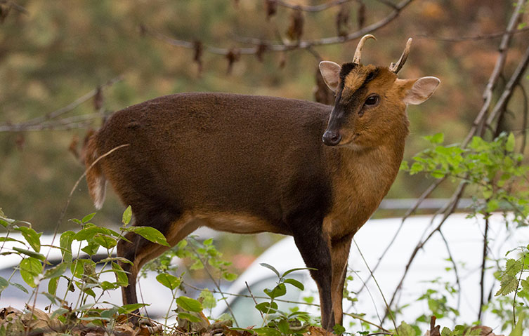 A muntjac deer