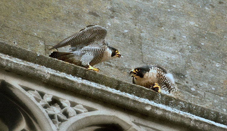 A pair of peregrine falcons on a building ledge