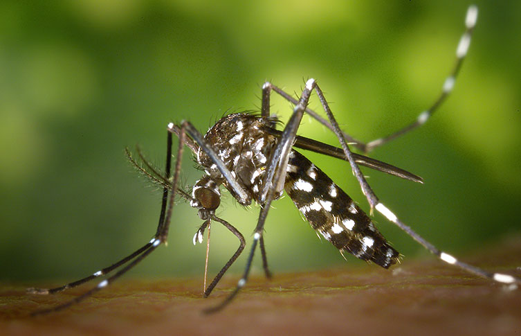 A mosquito feeding