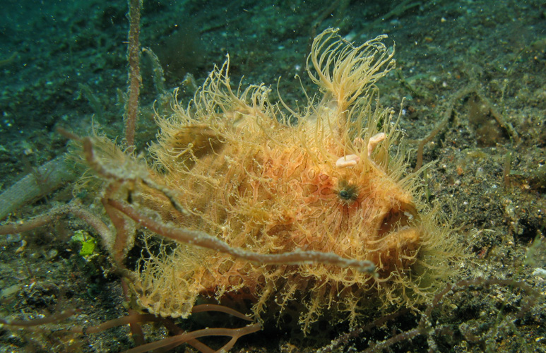 Hairy frogfish, Antennarius striatus