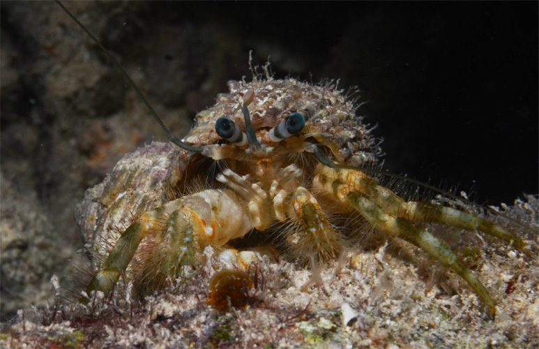 Hermit crab