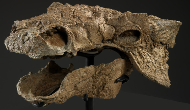 The skull of Zuul crurivastator