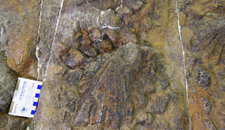Part of the Zuul crurivastator specimen with damage to its spike