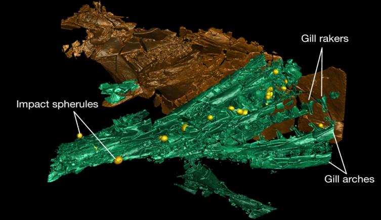 A diagram of the spherules embedded in the fish fossils